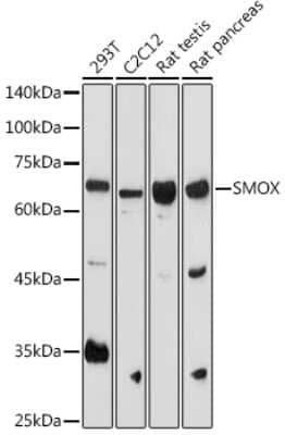 Western Blot: SMOX AntibodyAzide and BSA Free [NBP3-04509]